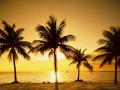palm_tree_sunset-2500