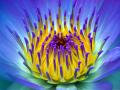 electric_water_lily-3225